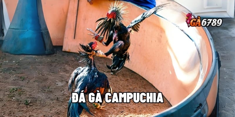 Đá Gà Campuchia Trực Tiếp: Sân Chơi Kịch Tính – Ăn Tiền Thật 1 đá gà Campuchia