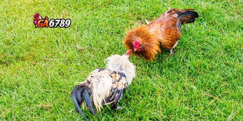 Đá Gà Campuchia Trực Tiếp: Sân Chơi Kịch Tính – Ăn Tiền Thật 2 Đá gà Campuchia – Đam mê bất tận của người chơi cá cược