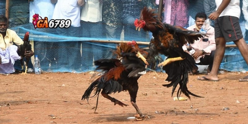 Đá Gà Campuchia Trực Tiếp: Sân Chơi Kịch Tính – Ăn Tiền Thật 3 Các đấu trường đá gà nổi tiếng được phát sóng trên GA6789