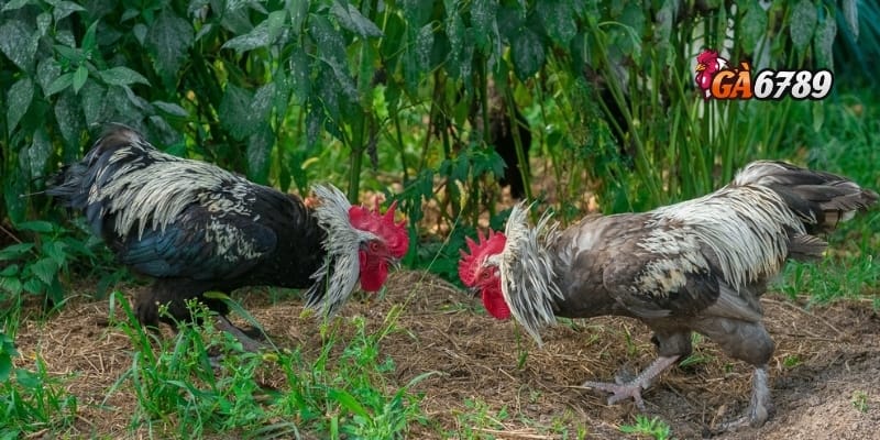 Đá Gà Campuchia Trực Tiếp: Sân Chơi Kịch Tính – Ăn Tiền Thật 4 Trải nghiệm đá gà Campuchia tại GA6789