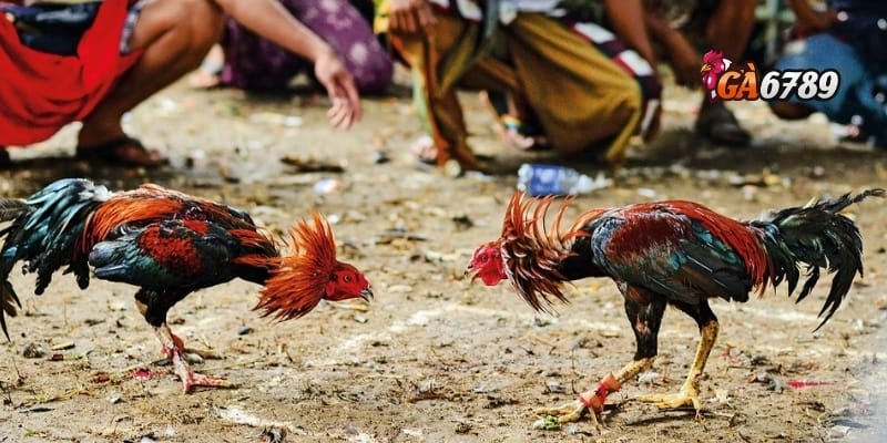 Đá Gà Online Uy Tín - Nơi Kê Thủ Hội Tụ – Tiền Về Như Nước 2 Đặc điểm nổi bật của đá gà online uy tín tại GA6789