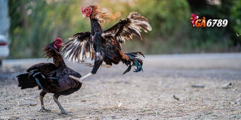 Đá Gà Online Uy Tín - Nơi Kê Thủ Hội Tụ – Tiền Về Như Nước 3 Làm thế nào để đảm bảo chơi đá gà online uy tín và an toàn?