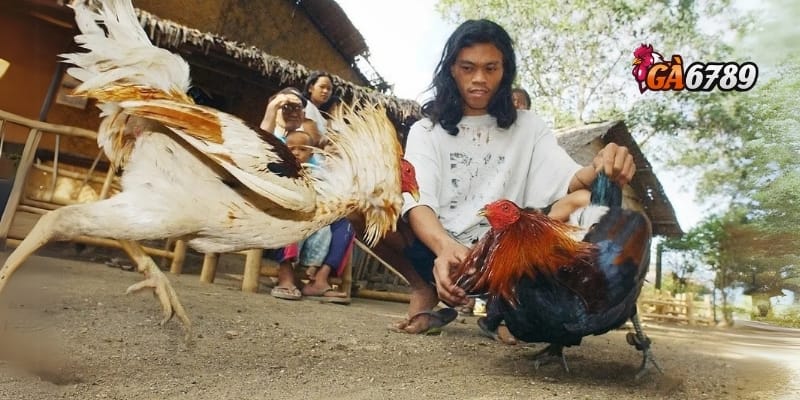 Đá Gà Online Uy Tín - Nơi Kê Thủ Hội Tụ – Tiền Về Như Nước 4 Hướng dẫn chi tiết tham gia đá gà online uy tín tại GA6789