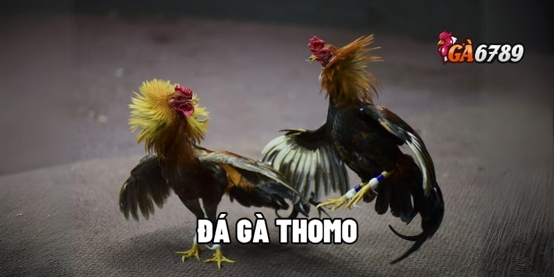 Đá Gà Thomo | Đặt Cược Thông Minh – Rinh Tiền Khủng 1 đá gà Thomo