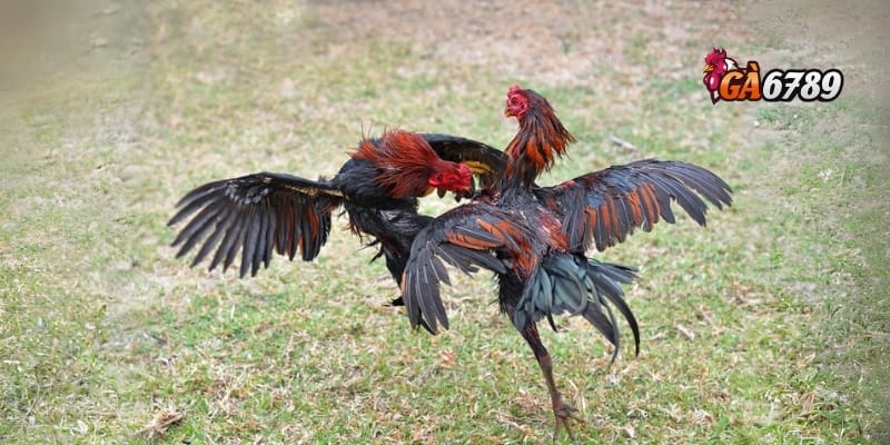 Đá Gà Thomo | Đặt Cược Thông Minh – Rinh Tiền Khủng 2 Sức hút không thể cưỡng của đá gà Thomo Campuchia