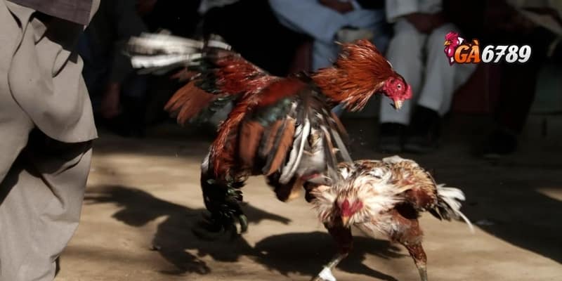 Đá Gà Thomo | Đặt Cược Thông Minh – Rinh Tiền Khủng 3 GA6789 – Cầu nối đưa đấu trường Thomo đến gần bạn hơn