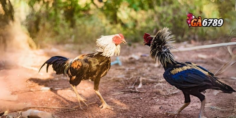 Đá Gà Thomo | Đặt Cược Thông Minh – Rinh Tiền Khủng 4 Hướng dẫn và mẹo chơi đá gà Thomo hiệu quả tại GA6789