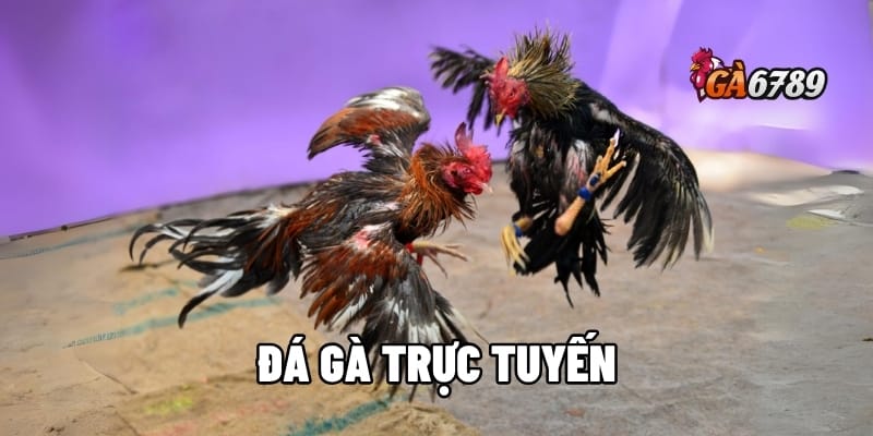 Đá Gà Trực Tuyến - Bùng Nổ Đam Mê – Chiến Kê Đỉnh Cao 1 đá gà trực tuyến