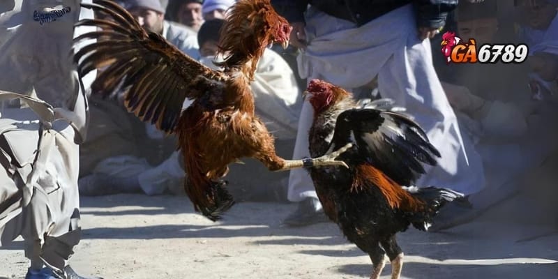 Đá Gà Trực Tuyến - Bùng Nổ Đam Mê – Chiến Kê Đỉnh Cao 2 Cách tham gia đá gà trực tuyến tại GA6789