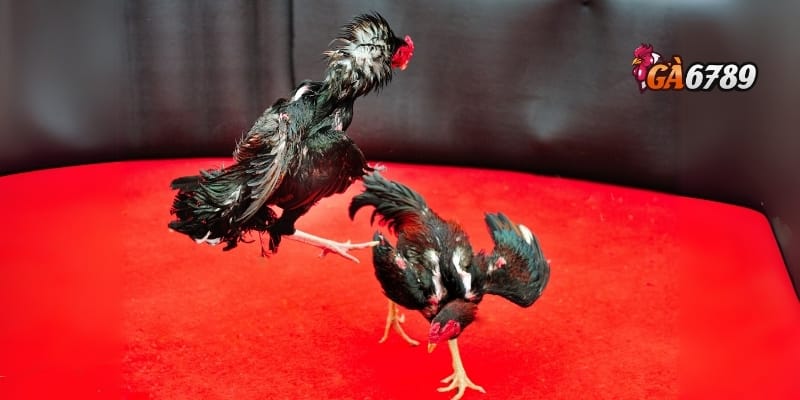 Đá Gà Trực Tuyến - Bùng Nổ Đam Mê – Chiến Kê Đỉnh Cao 3 Những ưu điểm khi chơi đá gà online tại GA6789
