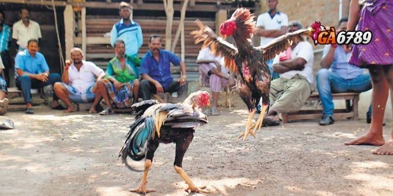 Đá Gà Trực Tuyến - Bùng Nổ Đam Mê – Chiến Kê Đỉnh Cao 4 Mẹo chơi đá gà trực tuyến hiệu quả và an toàn