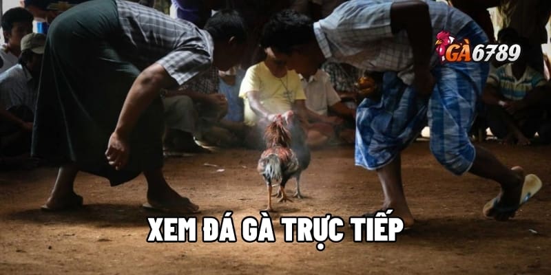 GA6789: Xem Đá Gà Trực Tiếp – Trải Nghiệm Có 1 Không 2 1 xem đá gà trực tiếp
