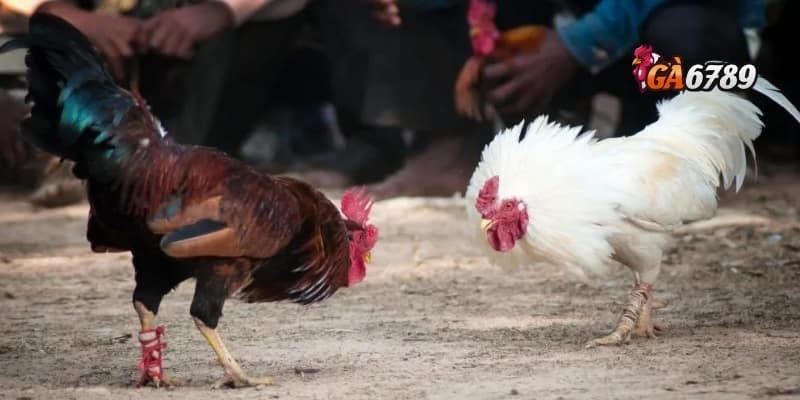 GA6789: Xem Đá Gà Trực Tiếp – Trải Nghiệm Có 1 Không 2 3 Hướng dẫn chi tiết cách xem đá gà trực tiếp trên GA6789
