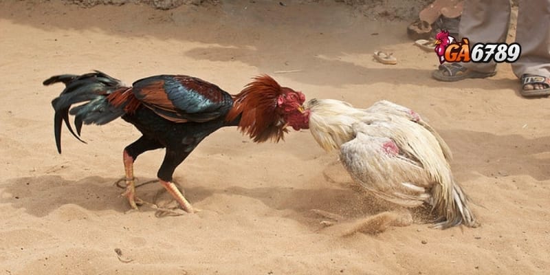 GA6789: Xem Đá Gà Trực Tiếp – Trải Nghiệm Có 1 Không 2 4 Bí quyết tận dụng xem đá gà trực tiếp để đặt cược hiệu quả